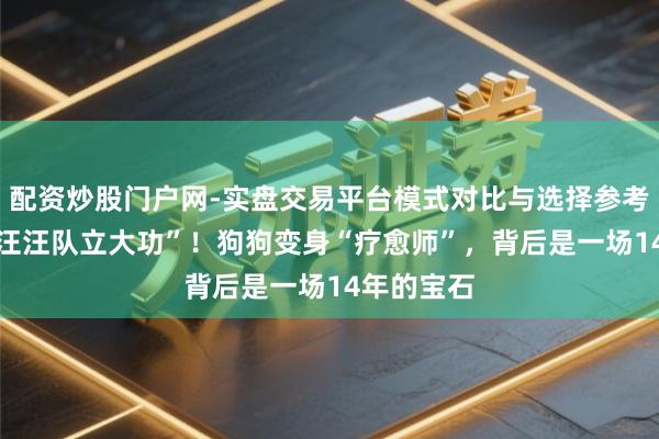 配资炒股门户网-实盘交易平台模式对比与选择参考 执行版“汪汪队立大功”！狗狗变身“疗愈师”，背后是一场14年的宝石